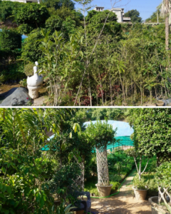 Vegetation and forestation area at University of Rawalpindi supporting sustainability efforts for the UI GreenMetric World University Rankings 2025